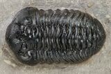 Very Nice Acastoides Trilobite - Foum Zguid, Morocco #222454-5